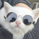 Lolchichi
